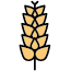 Blé / Gluten